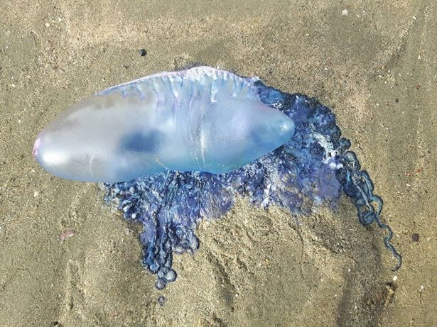 a-deadly-portuguese-man-o-war-has-been-spotted-washed-up-jersey-marine-beach-swansea