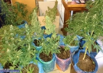 Zrobił tajne wejście na uprawę konopi. Trzeba było przejść przez szafę