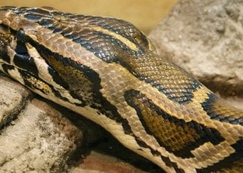 Poszukiwania pytona tygrysiego. Pojawiła się kolejna przeszkoda