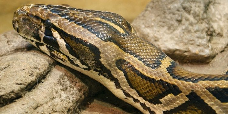 Poszukiwania pytona tygrysiego. Pies tropiący trafił na ślad węża