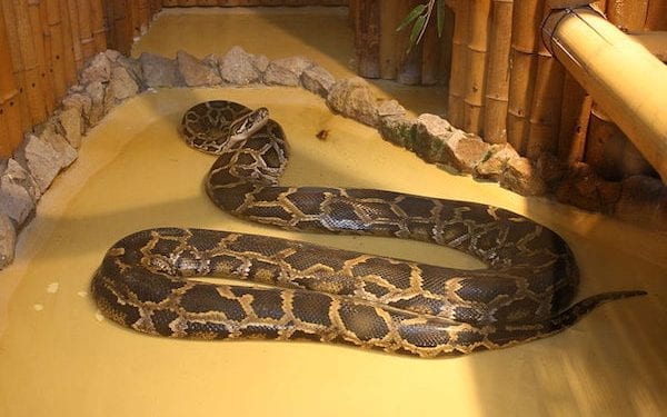 Poszukiwania pytona tygrysiego zakończone? Zaskakująca decyzja!