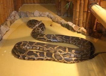 Policja przesłuchała fotografa. Nad Wisłą robił erotyczne zdjęcia z pytonem tygrysim?