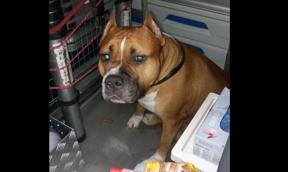 Chwile grozy w poznańskim tramwaju. Pasażerowie jechali… z bezpańskim amstaffem. Zwierzę było bez kagańca!