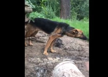 Wojciech Kowalczyk zobaczył film z uwiązanym na łańcuchu psem i puściły mu nerwy. „Dajcie mi adres tego sku……a”