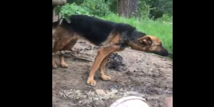 Wojciech Kowalczyk zobaczył film z uwiązanym na łańcuchu psem i puściły mu nerwy. „Dajcie mi adres tego sku……a”