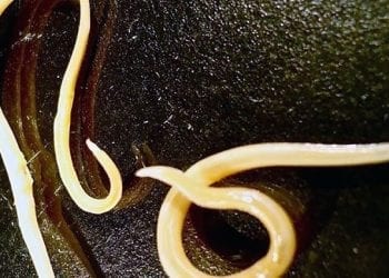 Naukowcy przywrócili do życia robaki zamarznięte przez 42 tysiące lat! „Ruszają się i jedzą” [FOTO]