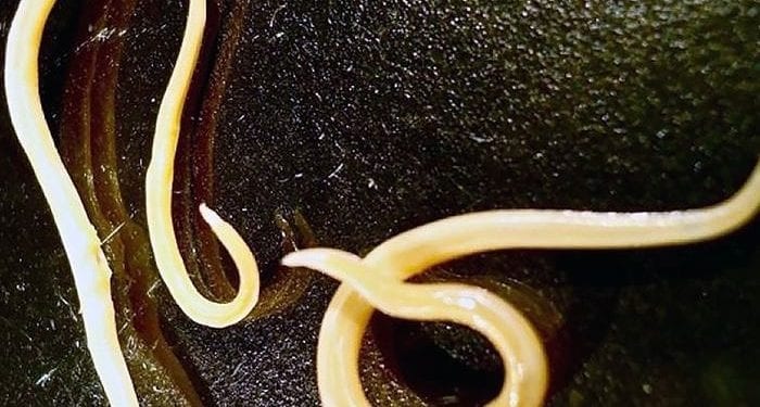 Naukowcy przywrócili do życia robaki zamarznięte przez 42 tysiące lat! „Ruszają się i jedzą” [FOTO]