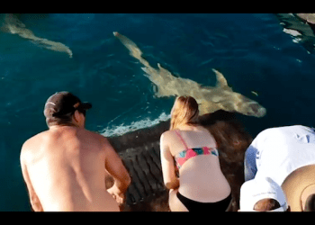 Przerażający atak rekina uwieczniony na nagraniu. Wcześniej turystka próbowała go nakarmić [WIDEO]