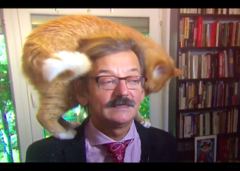 Polski publicysta udzielił wywiadu w holenderskiej telewizji. Całe show skradł… jego kot! [WIDEO]