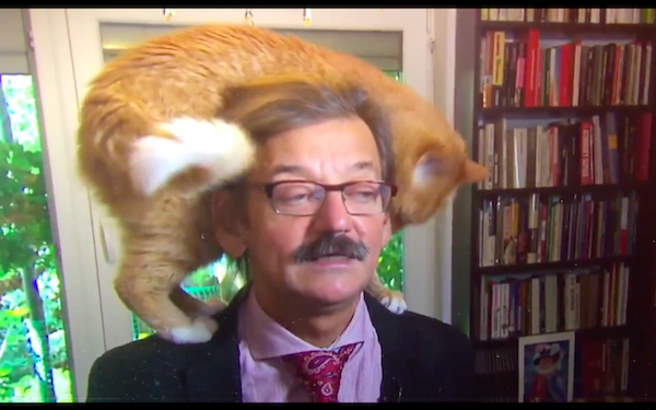 Polski publicysta udzielił wywiadu w holenderskiej telewizji. Całe show skradł… jego kot! [WIDEO]