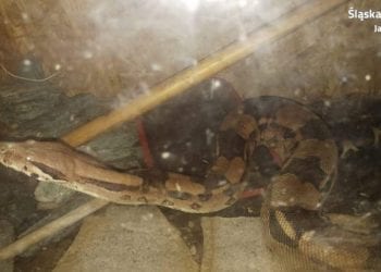 Policjanci otrzymali wezwanie, że w piwnicy znajduje się wąż. Gdy przybyli na miejsce ujrzeli… 2-metrowego boa! [FOTO]