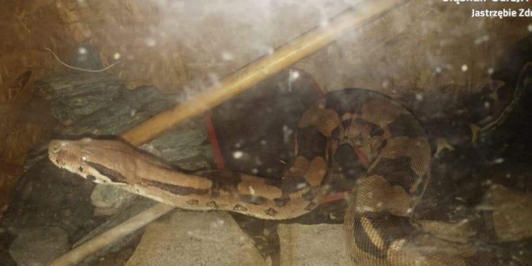 Policjanci otrzymali wezwanie, że w piwnicy znajduje się wąż. Gdy przybyli na miejsce ujrzeli… 2-metrowego boa! [FOTO]