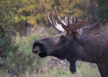 Nowy sposób na przemyt z Ukrainy? Przestępcy udają… łosie! [WIDEO]