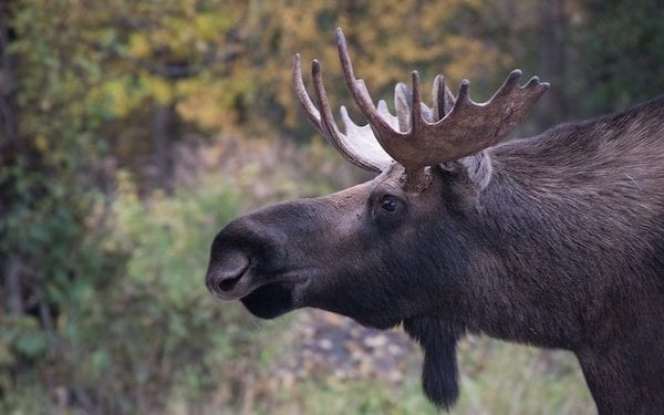Nowy sposób na przemyt z Ukrainy? Przestępcy udają… łosie! [WIDEO]