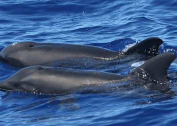 Na Hawajach pojawiły się nowe stworzenia. To hybryda wieloryba i delfina [FOTO]