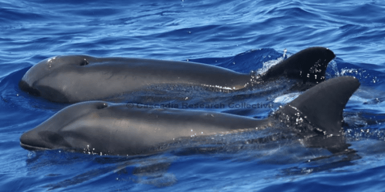 Na Hawajach pojawiły się nowe stworzenia. To hybryda wieloryba i delfina [FOTO]