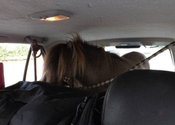 Niemcy: W samochodzie osobowym wiózł konia. Policjanci nie wierzyli własnym oczom