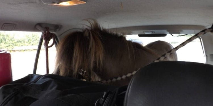 Niemcy: W samochodzie osobowym wiózł konia. Policjanci nie wierzyli własnym oczom