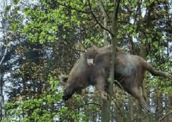 Znaleziono dzika zwieszonego na drzewie. Mnożą się hipotezy [FOTO]