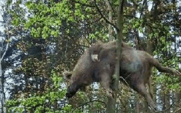Znaleziono dzika zwieszonego na drzewie. Mnożą się hipotezy [FOTO]