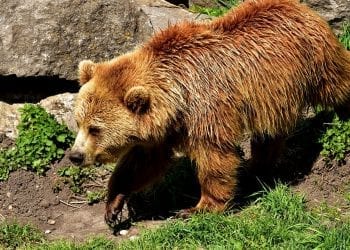 Na Podlasiu grasuje niedźwiedź brunatny. Leśnicy ostrzegają przed niebezpieczeństwem