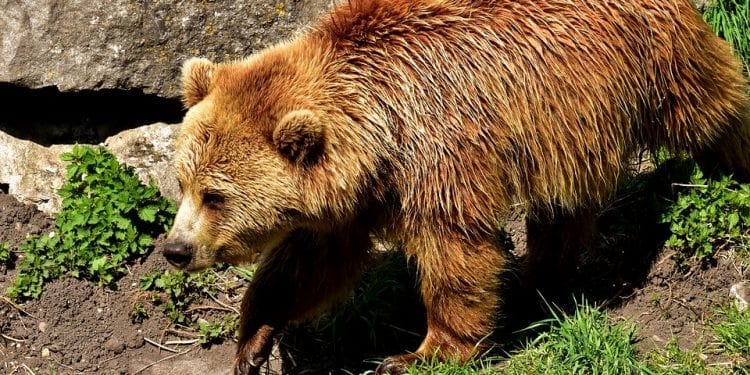 Na Podlasiu grasuje niedźwiedź brunatny. Leśnicy ostrzegają przed niebezpieczeństwem