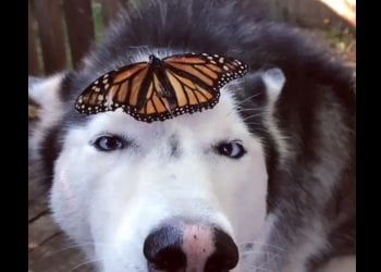 Nagranie husky’ego z motylem to prawdziwy viral! Za co pokochali je internauci? [WIDEO]