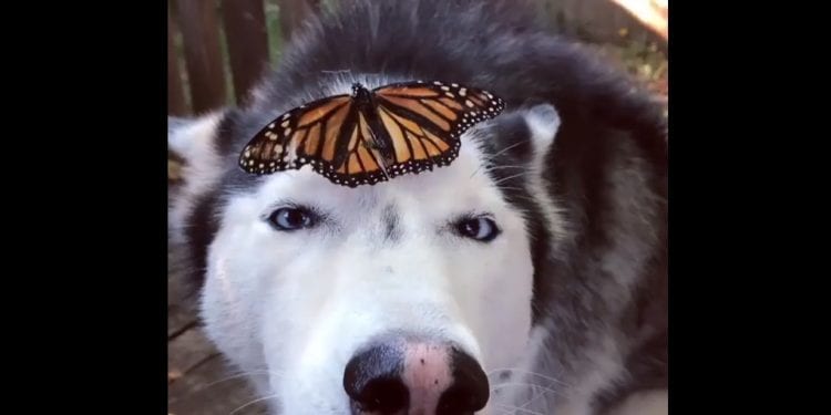 Nagranie husky’ego z motylem to prawdziwy viral! Za co pokochali je internauci? [WIDEO]
