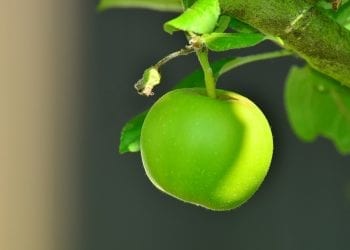 Co było pierwsze, jabłko czy nasiono? Naukowiec z SGGW wyjaśnia