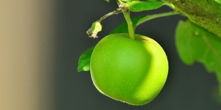 Co było pierwsze, jabłko czy nasiono? Naukowiec z SGGW wyjaśnia