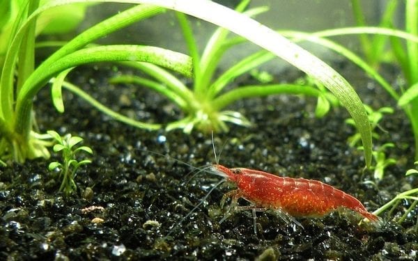 Polacy opisali nowy gatunek krewetki. Pochodzi z największego jeziora Bałkanów