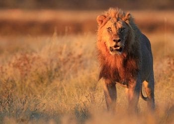 RPA: Lwy pożarły kłusowników w rezerwacie. Polowali na nosorożce