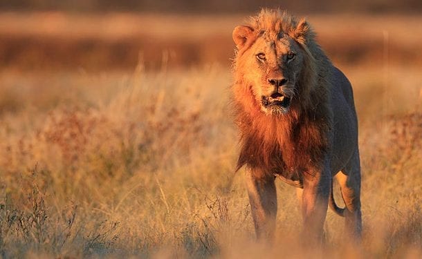 RPA: Lwy pożarły kłusowników w rezerwacie. Polowali na nosorożce