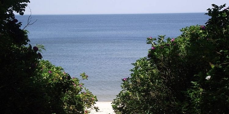 Morze Bałtyckie wyrzuciło wieloryba na polską plażę. Ma ok 7 metrów [FOTO]