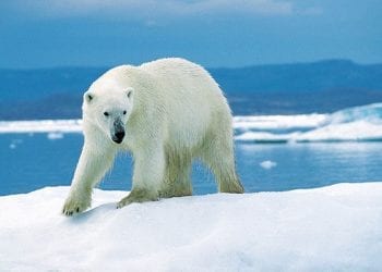 Niedźwiedź polarny zabił człowieka. Mężczyzna poświęcił się, by chronić dzieci