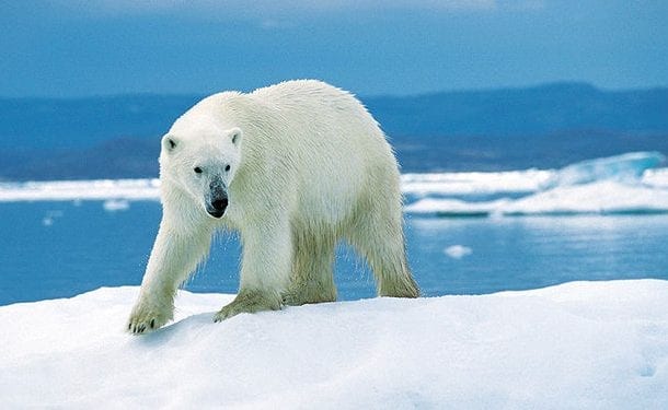 Niedźwiedź polarny zabił człowieka. Mężczyzna poświęcił się, by chronić dzieci