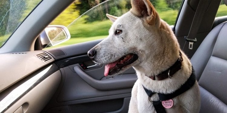 Zostawił psa w rozgrzanym aucie. Strażnicy musieli wkroczyć do akcji