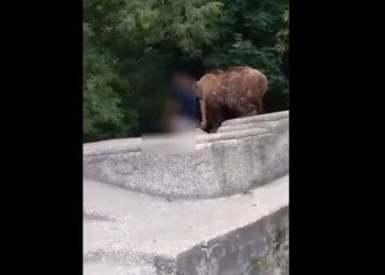 Dramatyczne sceny w warszawskim ZOO. Pijany mężczyzna wtargnął na wybieg dla niedźwiedzi [WIDEO]