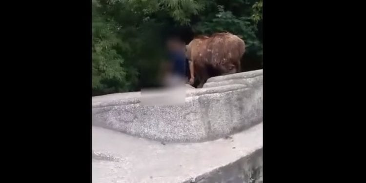 Dramatyczne sceny w warszawskim ZOO. Pijany mężczyzna wtargnął na wybieg dla niedźwiedzi [WIDEO]