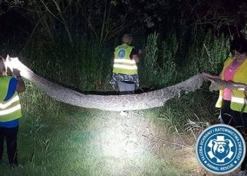 Gigantyczny wąż pod Warszawą? Trwają poszukiwania pytona tygrysiego