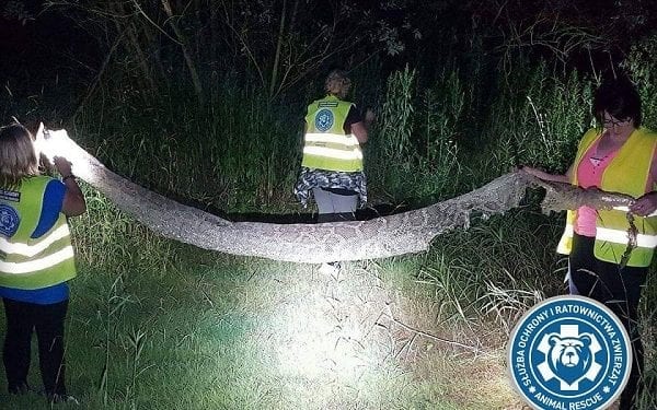 Gigantyczny wąż pod Warszawą? Trwają poszukiwania pytona tygrysiego