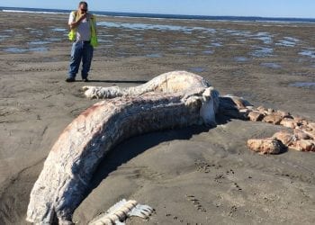 Kobieta wyszła na spacer po plaży. Natknęła się na truchło tajemniczego potwora. Co to jest?