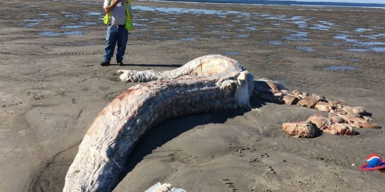 Kobieta wyszła na spacer po plaży. Natknęła się na truchło tajemniczego potwora. Co to jest?