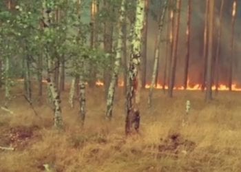 Pożary coraz bliżej Polski! Płoną lasy w Niemczech, trwa walka z żywiołem [WIDEO]