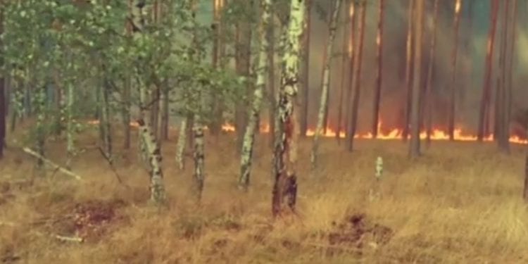 Pożary coraz bliżej Polski! Płoną lasy w Niemczech, trwa walka z żywiołem [WIDEO]