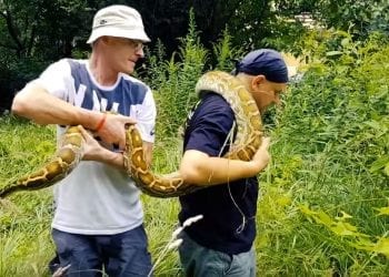 Eksperci nagrali film, w którym udowadniają, że pyton znad Wisły to mit! Wideo ma już ponad milion wyświetleń!