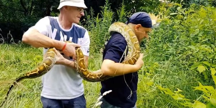 Eksperci nagrali film, w którym udowadniają, że pyton znad Wisły to mit! Wideo ma już ponad milion wyświetleń!
