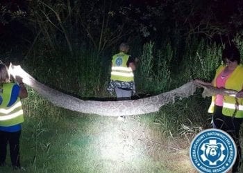 Pyton tygrysi nad Wisłą to nie żart. Policja informuje o nowych śladach jego bytności