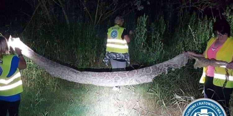 Pyton tygrysi nad Wisłą to nie żart. Policja informuje o nowych śladach jego bytności