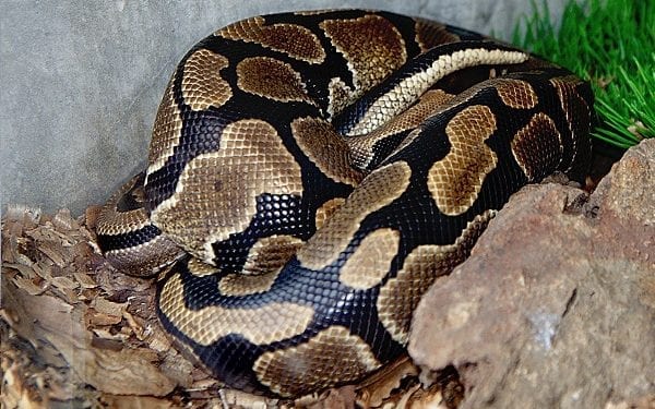 Trwają poszukiwania ponad pytona tygrysiego pod Warszawą. Specjalista potwierdził niebezpieczny scenariusz